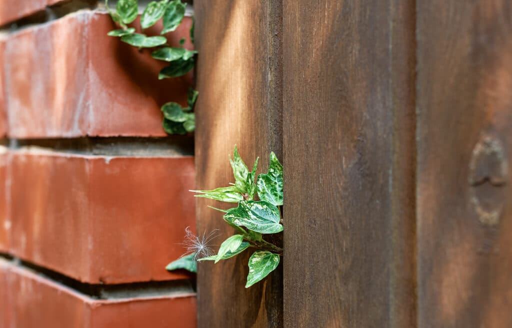 Une petite pousse de plante verte avec une graine plumeuse émerge de la fente entre un mur en briques rouges et une planche de bois sombre.